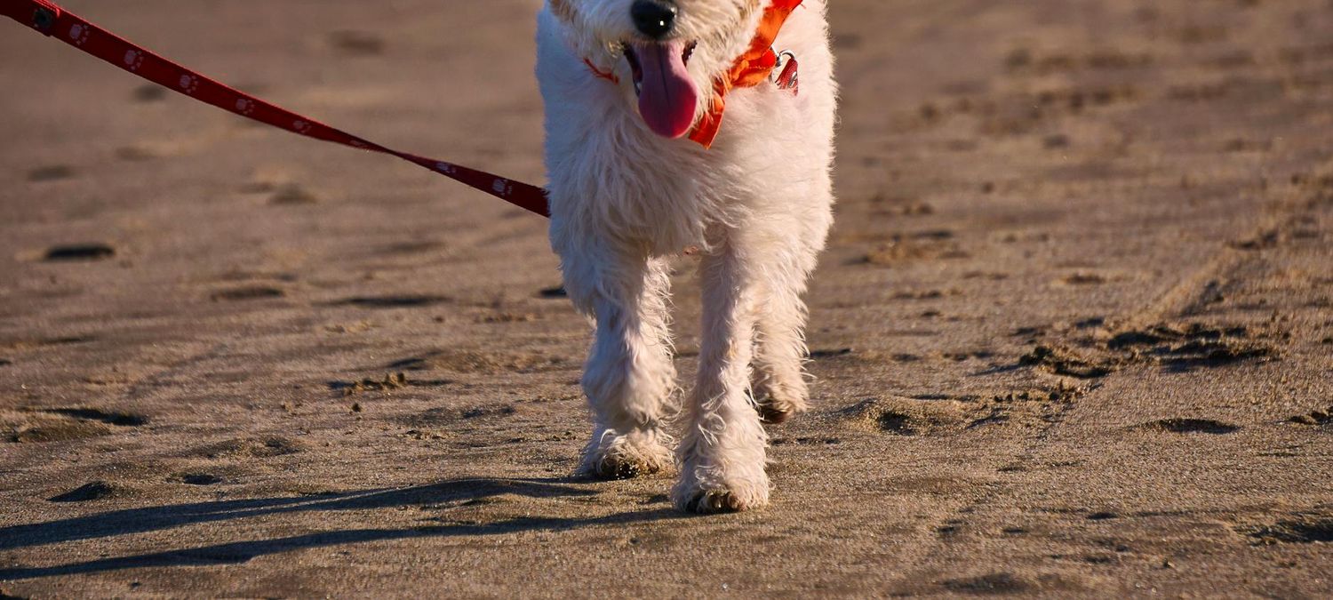 BITCH PARTY X ARIANA GRANDE