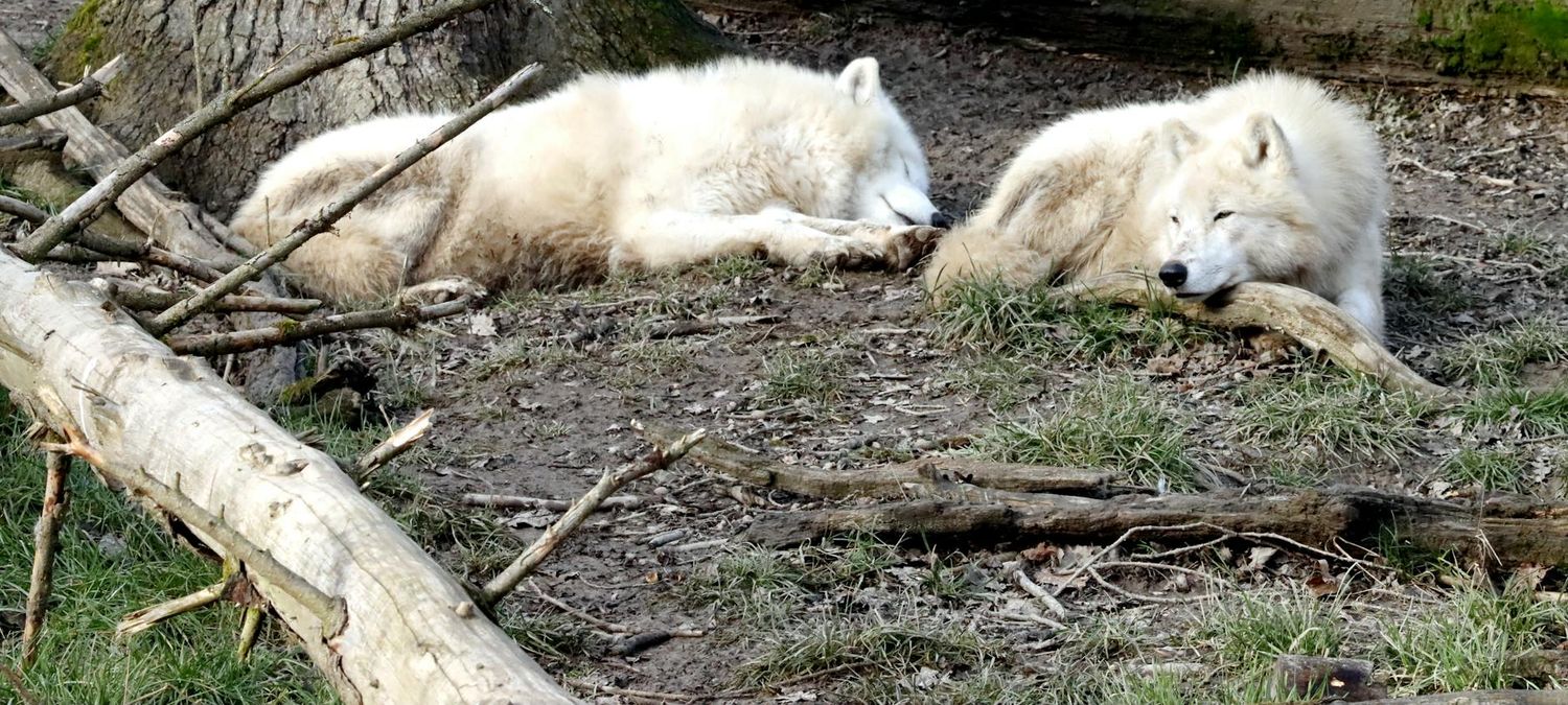 Loups gayrous et vampires