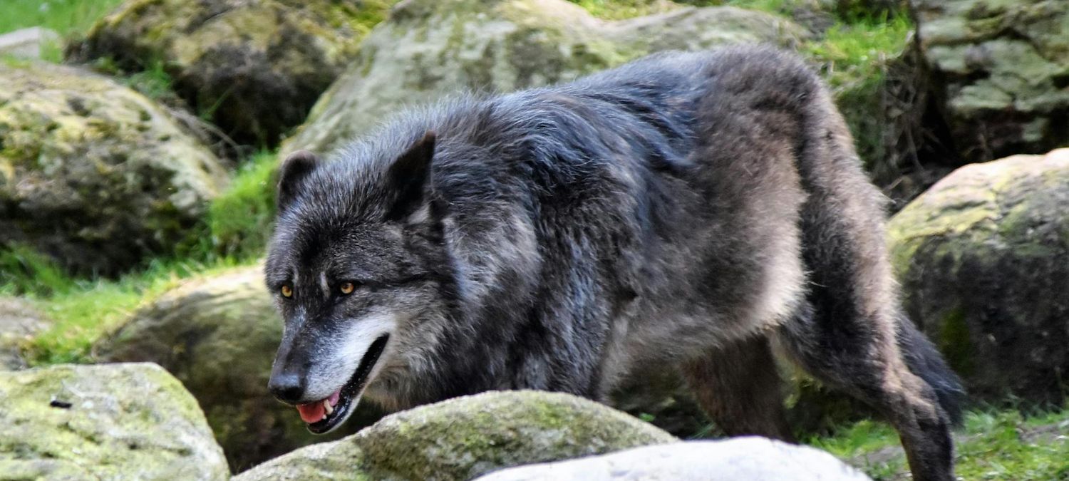 Hunger Games : Wolf #2