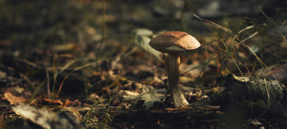Soirée Jeux de Rôles pour tout niveaux