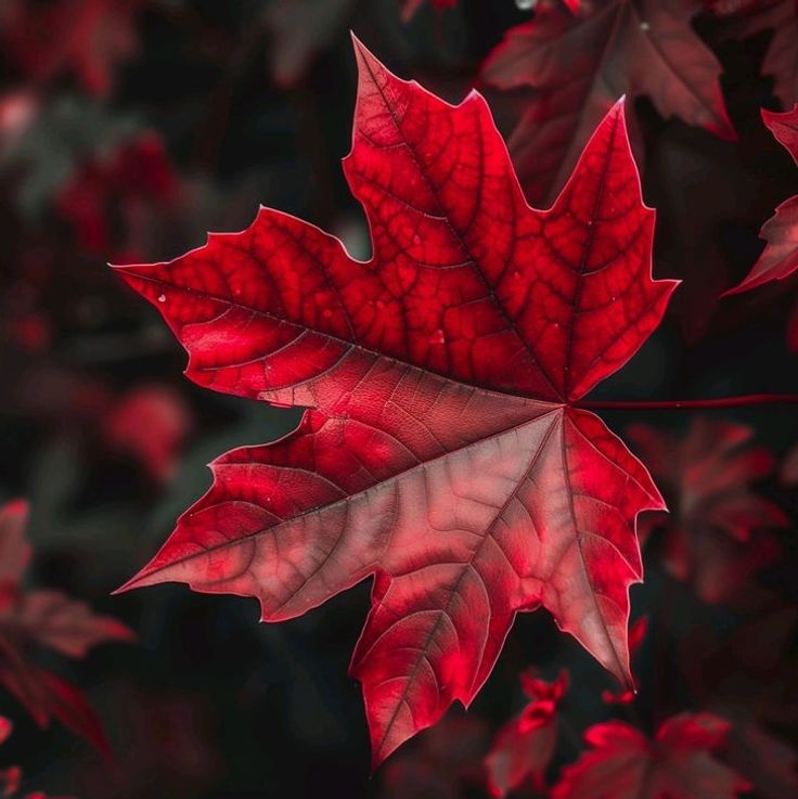 Bannière du groupe Canada Land