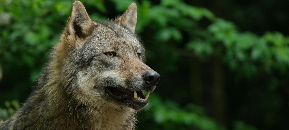 Loups gayrous et vampires