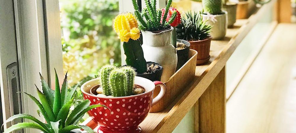 Atelier jardinage : Plantes d'intérieur