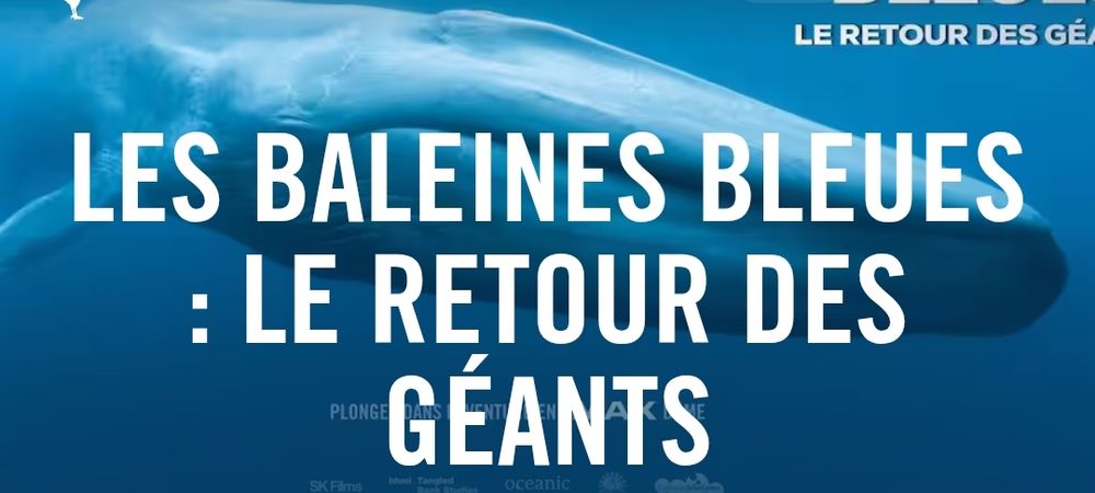 🐳 Les baleines bleues, le retour des géants à la Géode