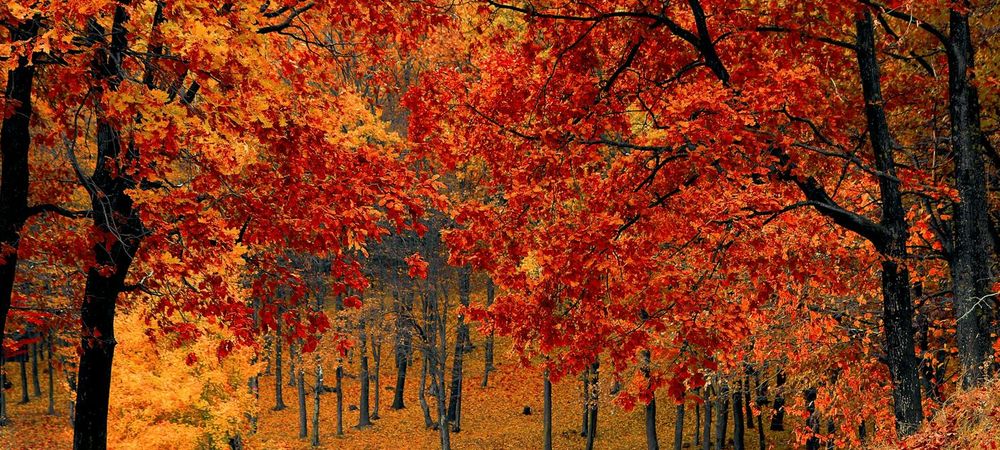 Balade au bois de Vincennes 🌳🍁☕