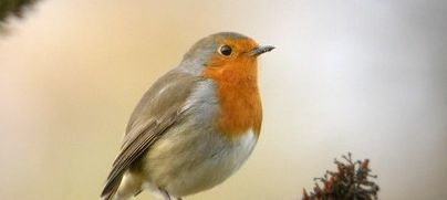 Balade ornithologique au Bois de Boulogne